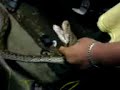 semua benda perlu try dulu baru tahu ..kato lagumano.me me sedap..ular snake