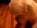 videos de Dogbook Movie: I love Peanut Butter