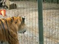 tiger at virginia zoo in nofolk, va