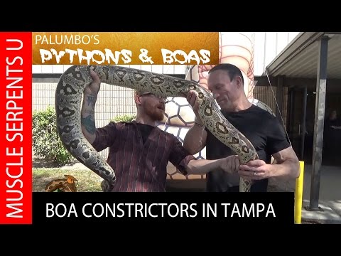 YouTube reptile video