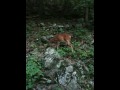 Deer in the woods