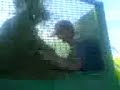 silaging silaging