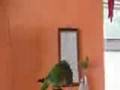 Lorito bailarín