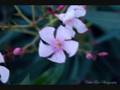 videos de Photography Art by Dalia Ríos-Photographer.wmv