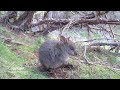 http://www.ksinternet.com/ih6r .9 Seconds of Cute