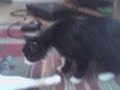An Extreme Cat Fight An Extreme Cat Fight