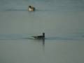 videos de Pollito de mar.wmv