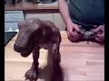 Klutzy Dinosaur Klutzy Dinosaur