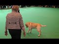 Crufts 2008 Allenies Match Maker Labrador