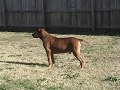 Dog running into pole