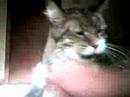 My cat 