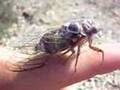 Cicada  makes sound !