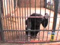 Genius Chimp