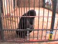 Genius Chimp
