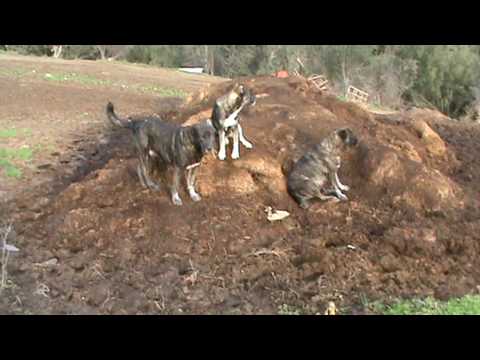 See video