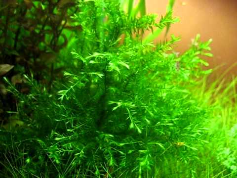how to grow aquarium moss fast