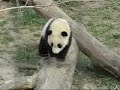 Wait Mommy!
