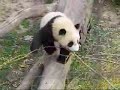 Wait Mommy!