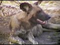 Botswana: Hunting Dogs of Machaba