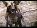Botswana: Hunting Dogs of Machaba