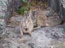 Wallaby Joe, Granite Gorge, Mareeba, Australia
