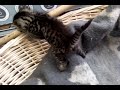 Drei kleine Katzen...