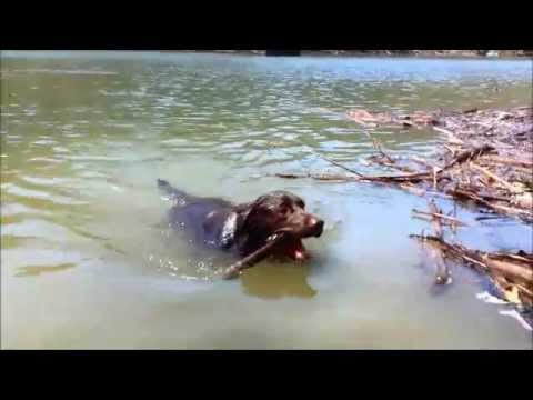 Lab Puppy playing fetch in a lake