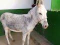 Prepu, nuestro BUrro