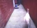videos de Renneys basic Training Part 1