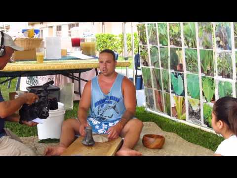 how to replant kalo