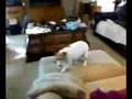 videos de Spaztic Jackson Running Around