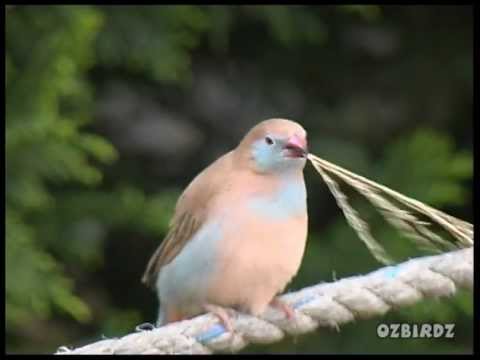 Peito-celeste (Uraeginthus angolensis)