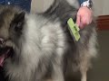 Safari&reg; Self-Cleaning Slicker for Dogs