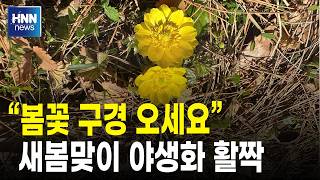 새봄맞이 야생화 '활짝'