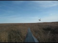 POV PHEASANT SHOOTING PART 2!