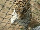 meet_2787 with leopard 5