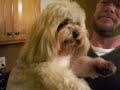 When  Lhasa   Apso  attacks!