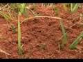 The Habitat Wild - Ant Boy