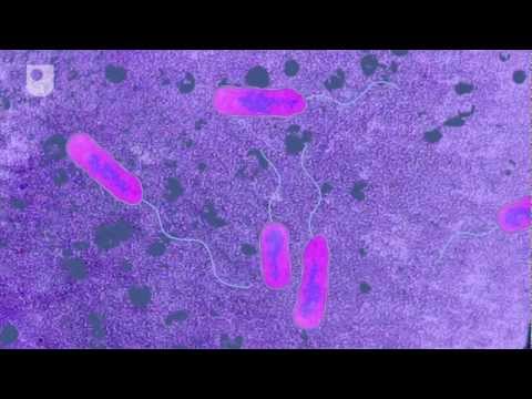 how to isolate gene from bacteria