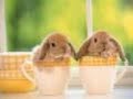 Cute Bunnies - Walking On Sunshine