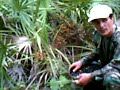 Charles Marble Picking Saw Palmetto