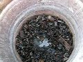 Biochar2 Biochar2