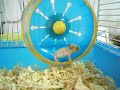 mini hamster open eyes frist day