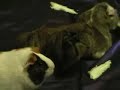Herd of guinea pigs Herd of guinea pigs
