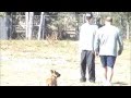 K-9 Uno Criminal App. 18 Weeks