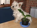 mon chien canelle