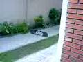 videos de el braian
