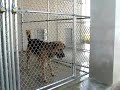 Dog Eats Water