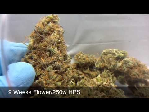 how to harvest pineapple