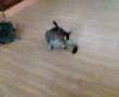 Katzen beim vögeln